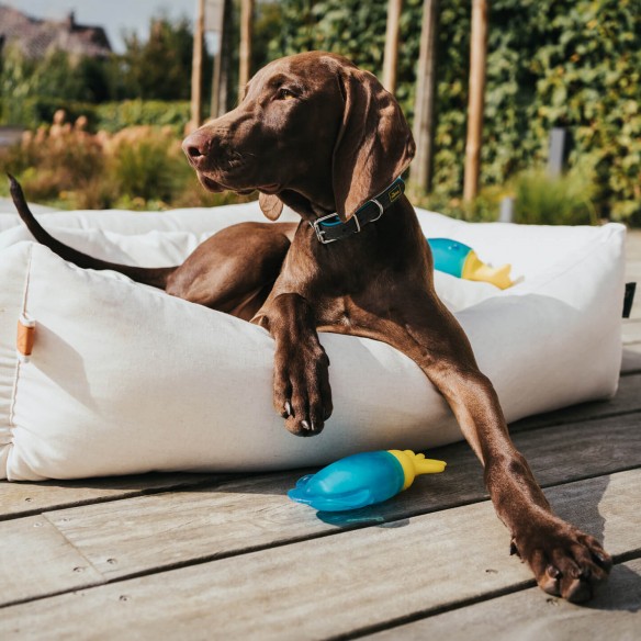 Jouet rafraîchissant pour chien