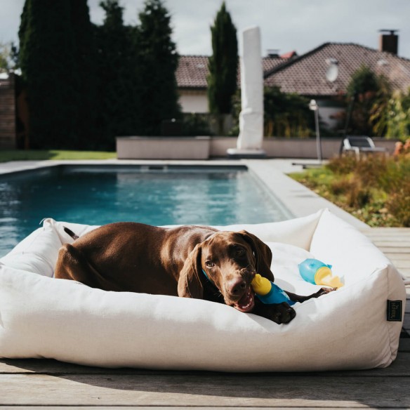 Jouet rafraîchissant pour chien