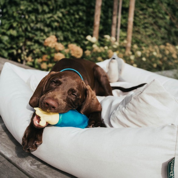 Jouet rafraîchissant pour chien