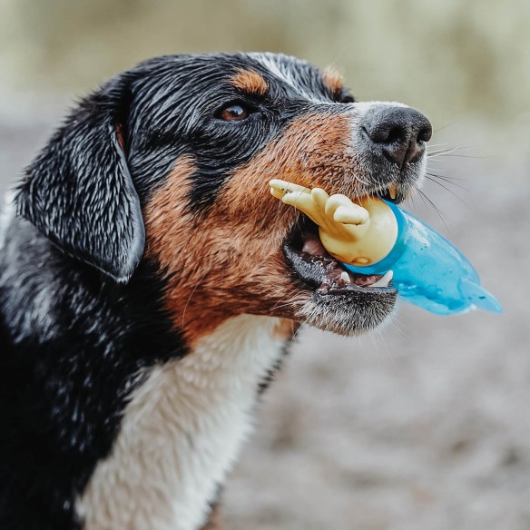 Jouet rafraîchissant pour chien