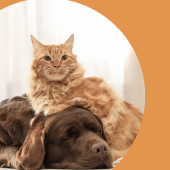 image chien