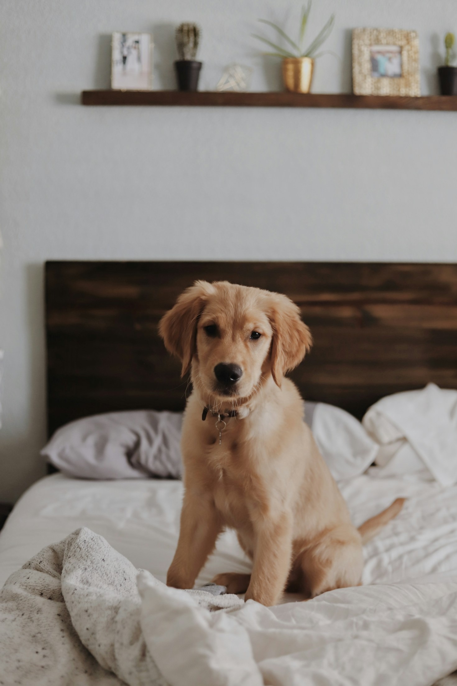 Les meilleurs aliments pour la santé de votre chien