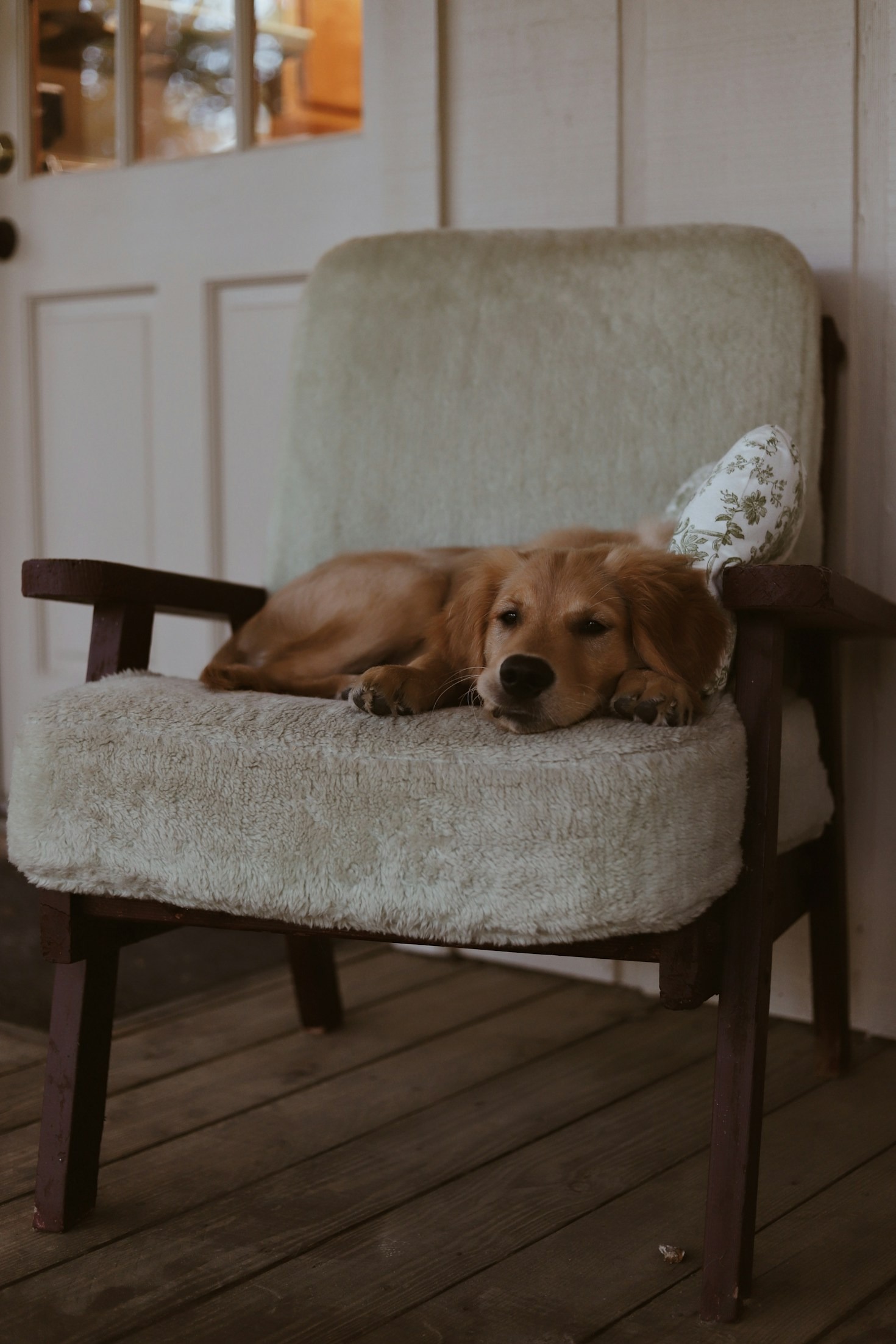 5 astuces pour accueillir un nouveau chiot sereinement
